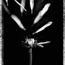 Untitled__i__8x10_medium