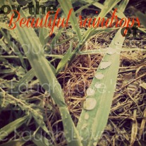 Enjoy the beautiful raindrops of life 5x7 print - 2