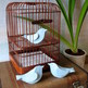 Birds_4_small