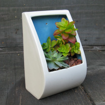 Pocket_blueplanted2_medium