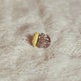 Charlie_20ring_20-_20lemon_203_small