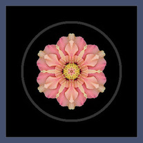 Hibiscus Rosa-sinensus I