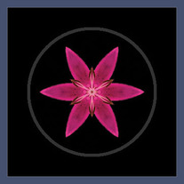 Pink Lily I