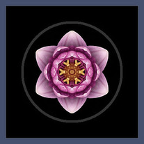 Water Lily X