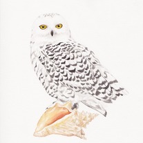 Lucy_20yu_20-_20snowy_20owl_20shell_medium