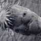 Tapeworm_small