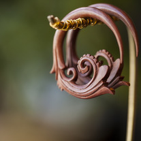 2g Filigree - Sabo Wood