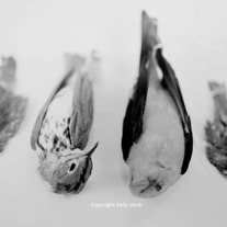 Bird Series, Medium Format