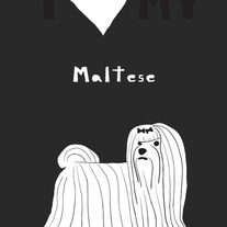 Maltese, 5x7 print