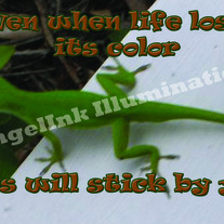 Life_20loses_20color_20fc_20store_medium