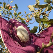 Dsc06403_medium