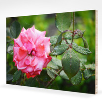 Dew_0024_mount_medium