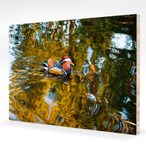 Arboretum_122708_192-mount_medium