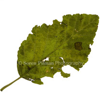 C_20_20green_20fall_20leaf_medium