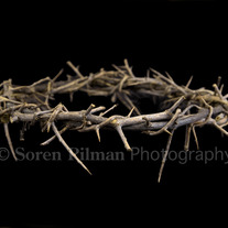C_20_20crown_20of_20thorns9x12_medium