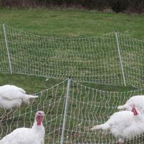 Turkeys_medium