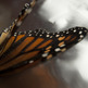 Butterfly_darkwing_small