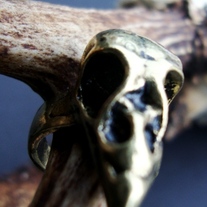 Bird_20skull_201_medium