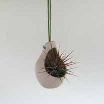 Etsy_clove_till_light_sm_medium