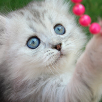 White-kitty-red-beads