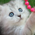 White-kitty-red-beads