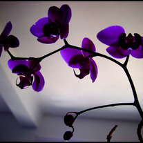 Orchid_flower