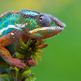 Colorful-chameleon