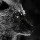 Greywolf