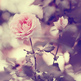 Flower_rose