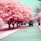 Cherry_blossom_1