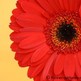 Red-gerber-daisy-c3251-360