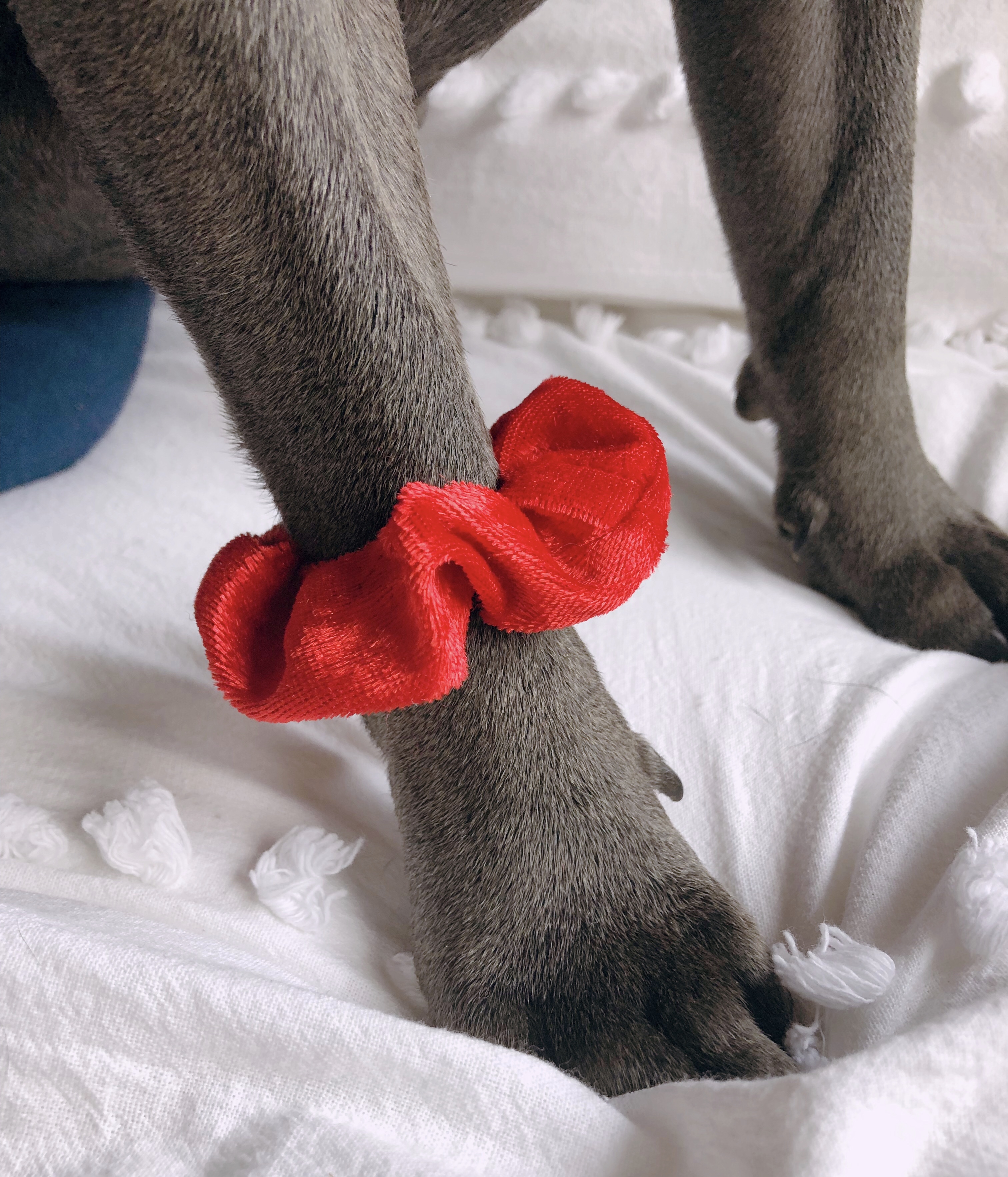 dog scrunchies